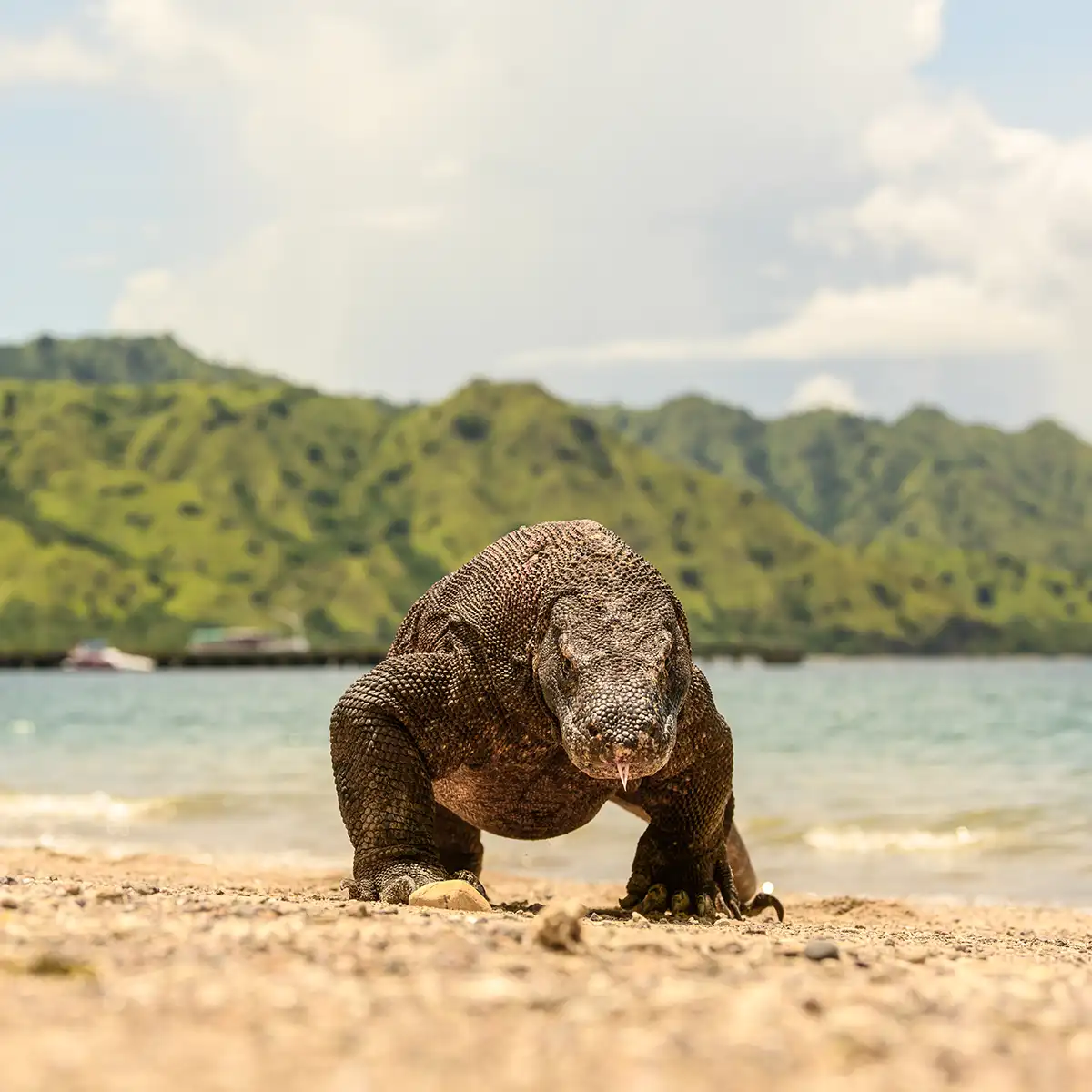 komodo di pulau komodo | labuan bajo villa
