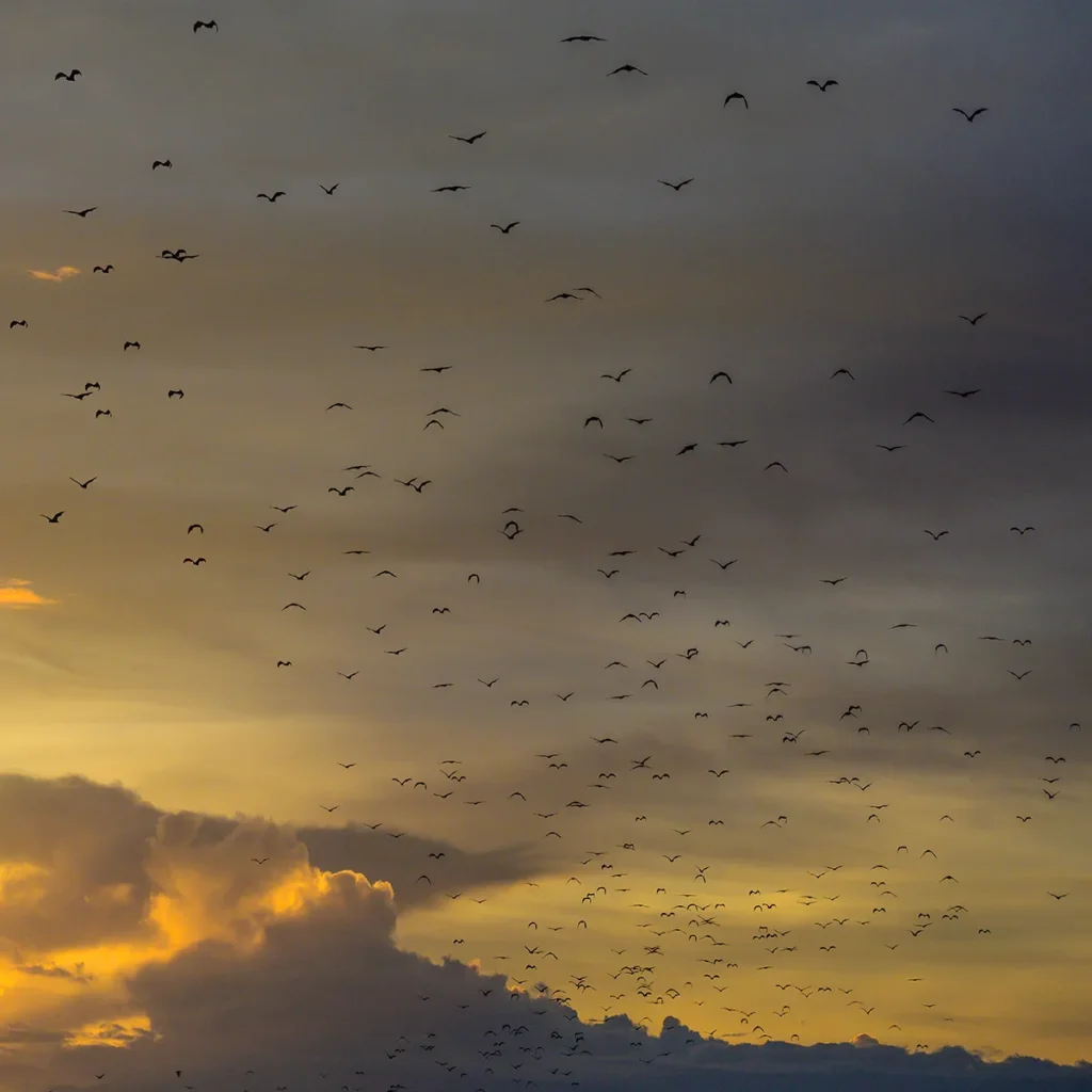 Kalong Island (Flying Foxes Island)