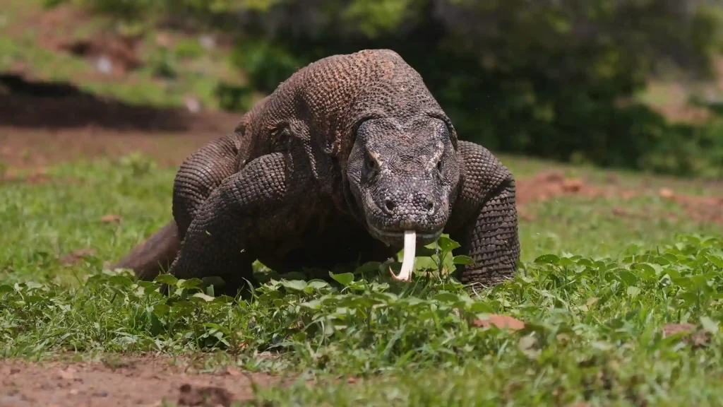 Komodo Island