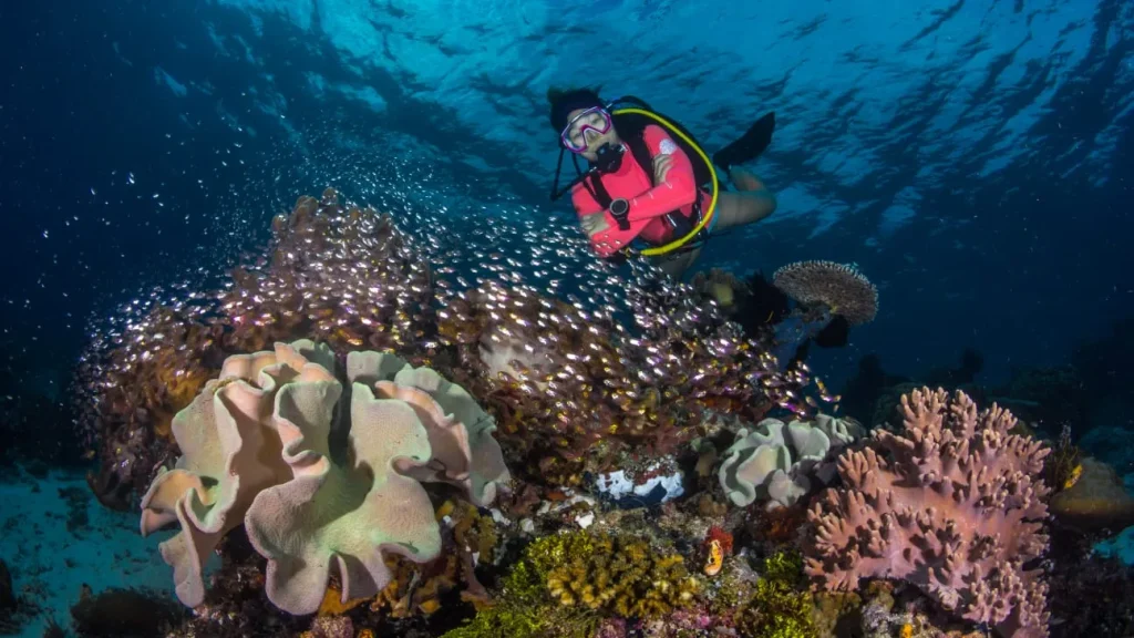 Marine Adventures Underwater Marine Life - World-Class Diving Destination