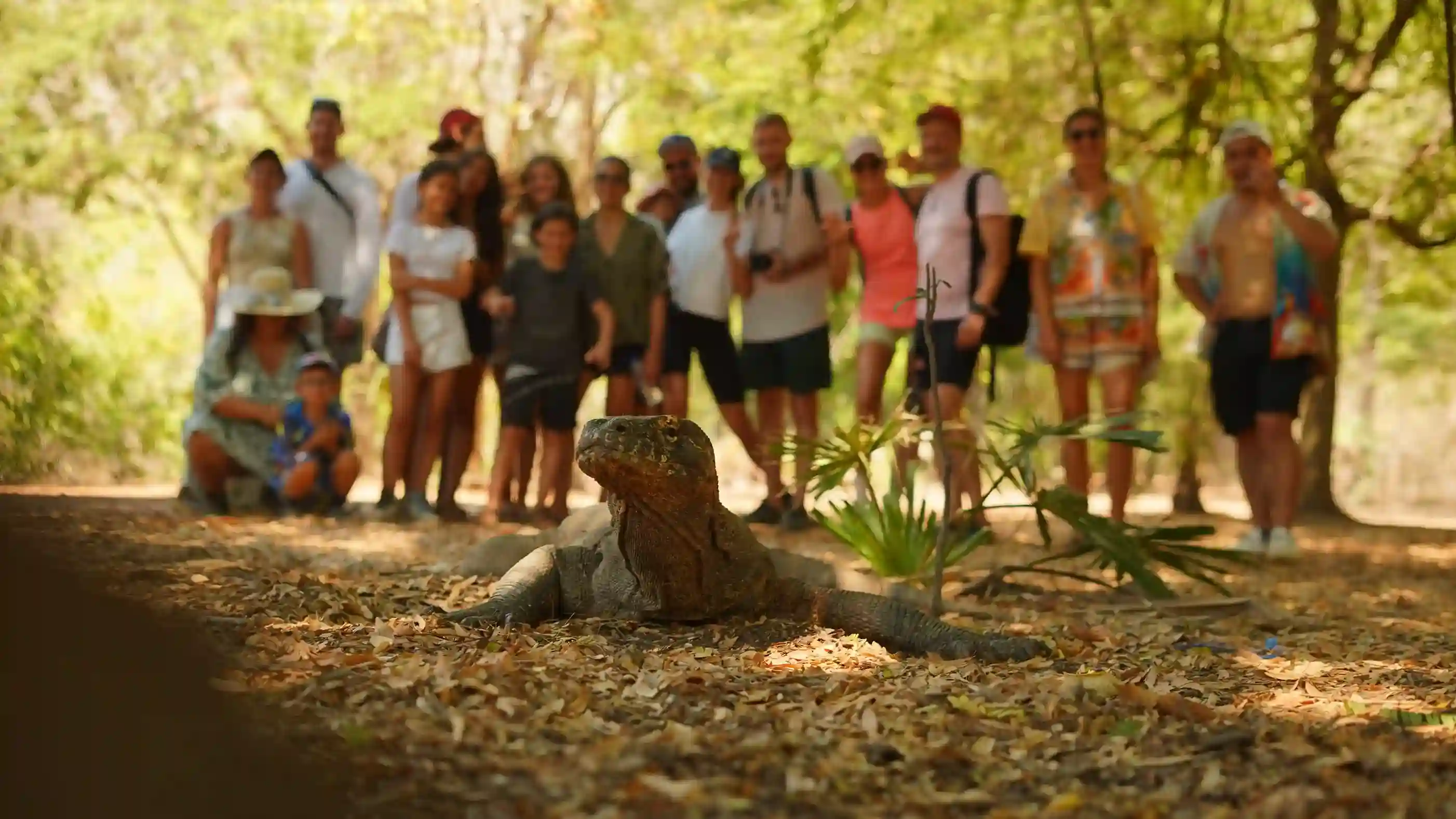 Komodo Dragon in Komodo National Park by Komodo Luxury